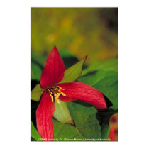Affiche/Trillium rouge du sud affiches