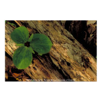 Affiche/Trillium sessile affiches