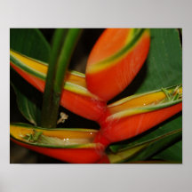 Affiche tropicale de fleur