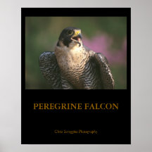 Affiches de faucon pérégrin