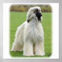 Afghan Hound 9Y247D-010 Posters