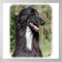 Afghan Hound AA017D-101 Poster