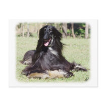 Afghan Hound AA017D-115 Postcard
