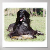 Afghan Hound AA017D-115 Print