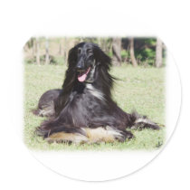 Afghan Hound AA017D-115 Round Stickers