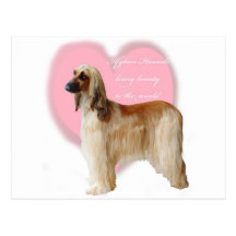 Afghan_Hound_beauty Post Card