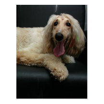 Afghan Hound Dog Postcard