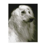 Afghan hound cartões postais