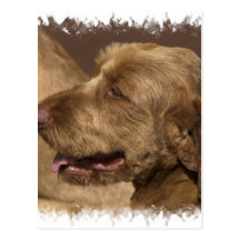 Afghan Hound Postcard