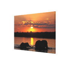 Africa, Botswana, Chobe National Park, Herd of Stretched Canvas Print