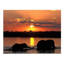 Africa, Botswana, Chobe National Park, Herd of Postcards