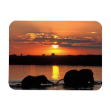 Africa, Botswana, Chobe National Park, Herd of Magnets