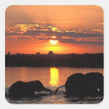 Africa, Botswana, Chobe National Park, Herd of Sticker