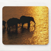 Africa, Botswana, Okavango Delta. African Mouse Pad