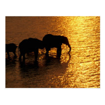 Africa, Botswana, Okavango Delta. African Post Card