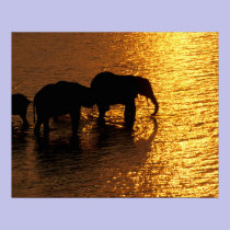 Africa, Botswana, Okavango Delta. African posters