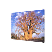 Africa, Botswana, Okavango Delta. Baobab Stretched Canvas Print