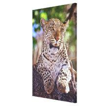 Africa, Botswana, Okvango Delta, wild leopard. 2 Canvas Print