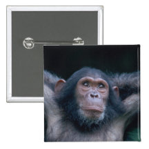 Africa, East Africa, Tanzania, Gombe National 2 Buttons