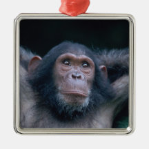 Africa, East Africa, Tanzania, Gombe National 2 Ornaments