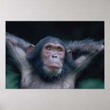 Africa, East Africa, Tanzania, Gombe National 2 Posters