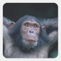 Africa, East Africa, Tanzania, Gombe National 2 Square Sticker