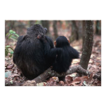 Africa, East Africa, Tanzania, Gombe National Art Photo
