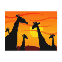Africa-Giraffes Postcards