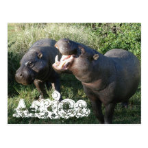 Africa Hippopotamus Postcard