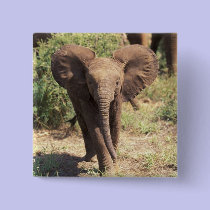 Africa, Kenya, Amboseli National Park. African 2 buttons