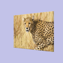 Africa. Kenya. Cheetah at Samburu NP. canvas prints