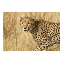 Africa. Kenya. Cheetah at Samburu NP.