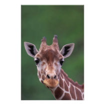 Africa, Kenya, Impala Ranch. Reticulated