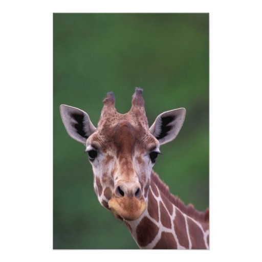Africa, Kenya, Impala Ranch. Reticulated Photo Print