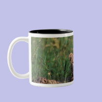 Africa, Kenya, Masai Mara Game Reserve. Cheetah mugs