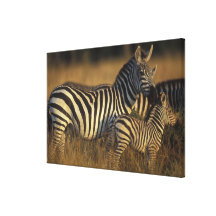 Africa, Kenya, Masai Mara Game Reserve. Plains Gallery Wrap Canvas