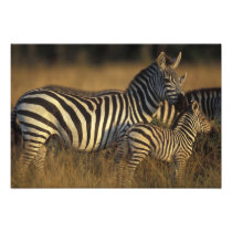 Africa, Kenya, Masai Mara Game Reserve. Plains