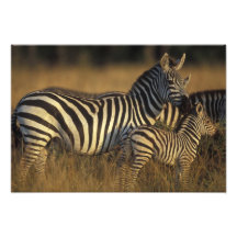 Africa, Kenya, Masai Mara Game Reserve. Plains Art Photo