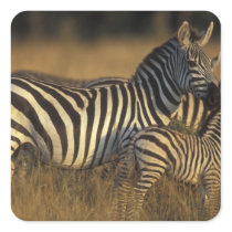 Africa, Kenya, Masai Mara Game Reserve. Plains Square Stickers