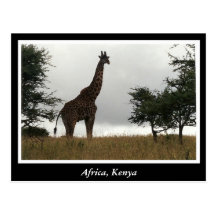 Africa Kenya wild animals Postcard