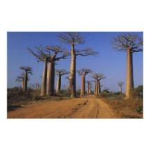 Africa, Madagascar, Morondava, Baobab Avenue. Photograph
