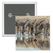 Africa, Namibia, Etosha NP. Burchell's Zebra Pinback Button