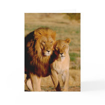 Africa, Namibia, Okonjima. Lion & lioness Cards