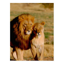 Africa, Namibia, Okonjima. Lion & lioness Post Card
