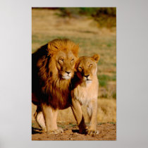 Africa, Namibia, Okonjima. Lion & lioness