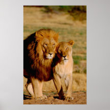 Africa, Namibia, Okonjima. Lion & lioness Print