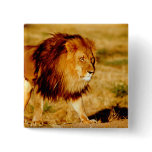 Africa, Namibia, Okonjima. Lone male lion. Pins
