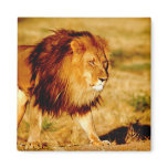 Africa, Namibia, Okonjima. Lone male lion. Magnets