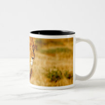 Africa, Namibia, Okonjima. Lone male lion. Coffee Mug