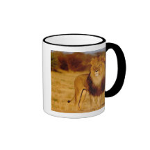 Africa, Namibia, Okonjima. Lone male lion Mugs
